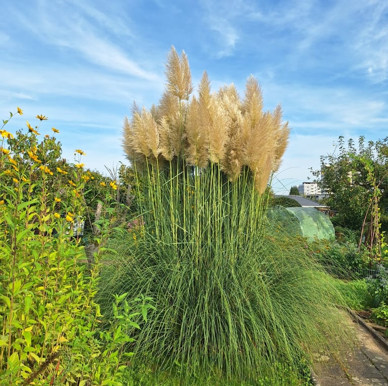 very tall grass plants in a garden