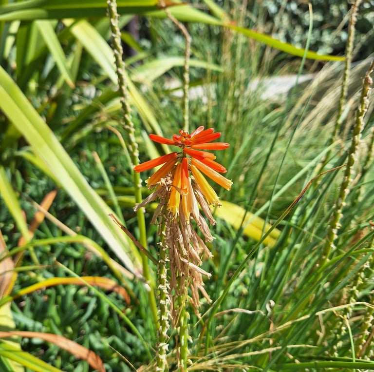 an exotic orange Red-Hot-Poker flowerin ful sun