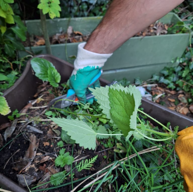 a person cutting down a Nettle