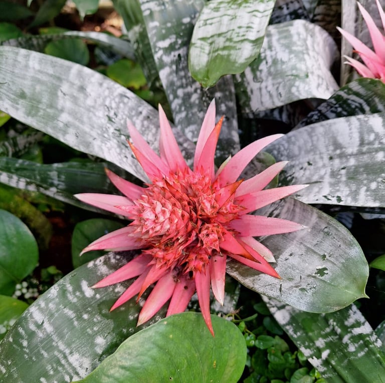 a red Indonesian Silver Vase flower