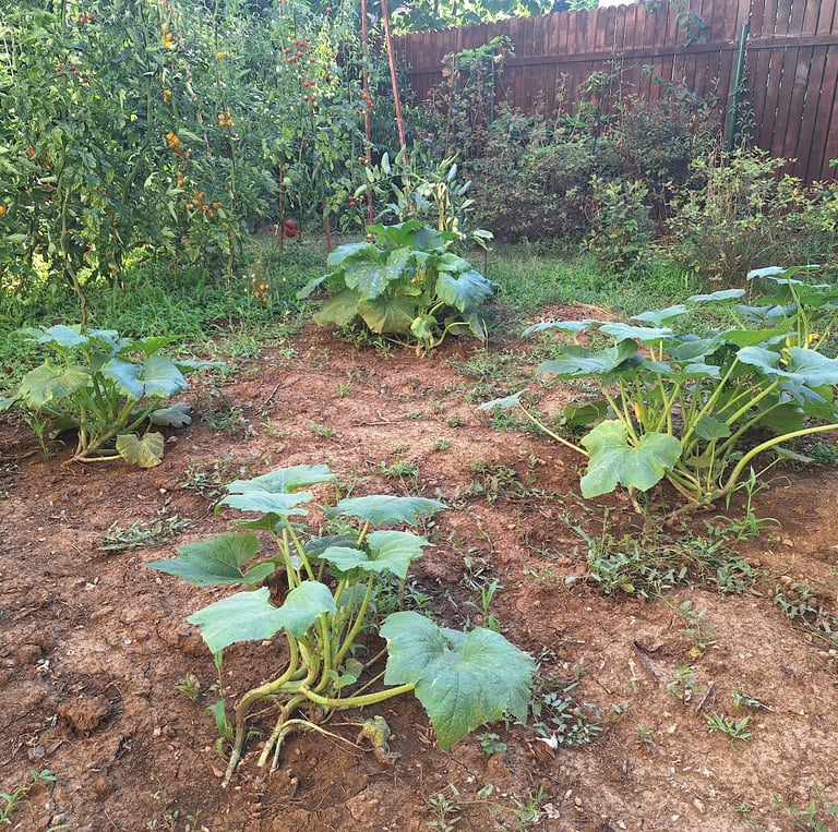 gardening with vegetables: the normal method