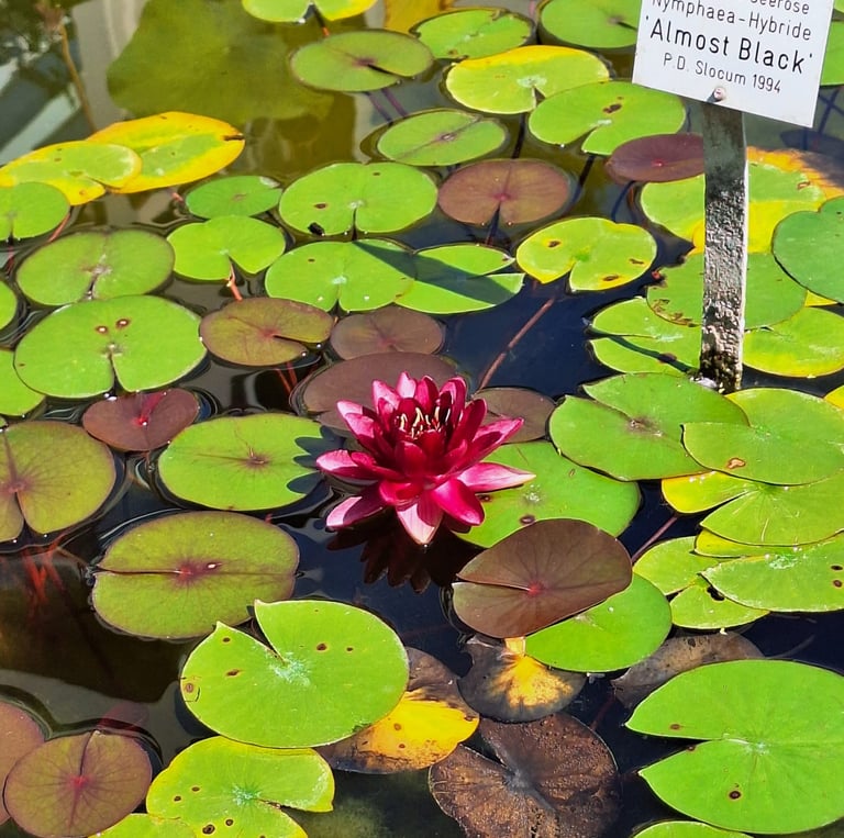 one red-black wter flower