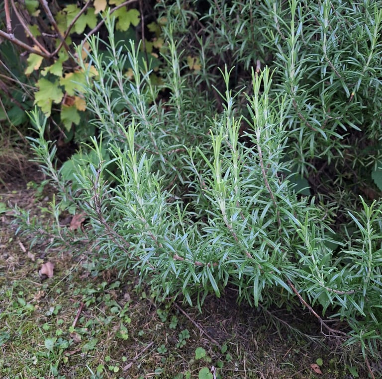 grass growing next to an evegreen Rosemary bush