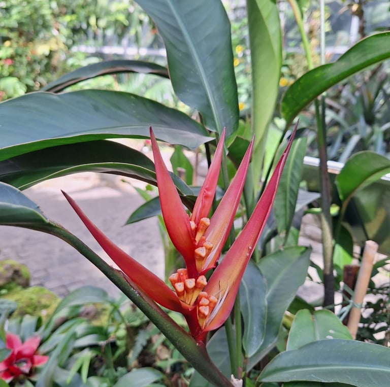 a red flower and green leafy plants in the background