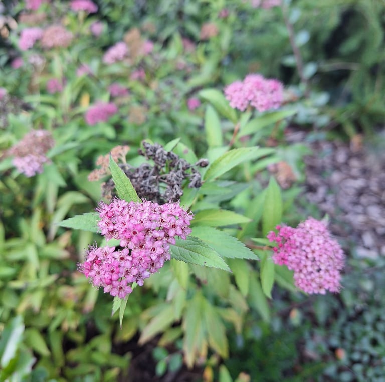 leafy full sun Spirea bush with pink blooms