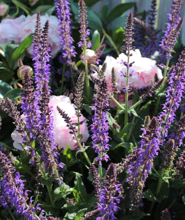 multiple drought resistant purple Salvia flowers in full sun