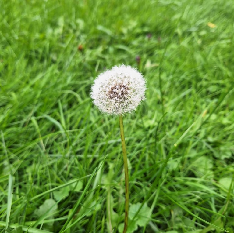 a weed in a meadow