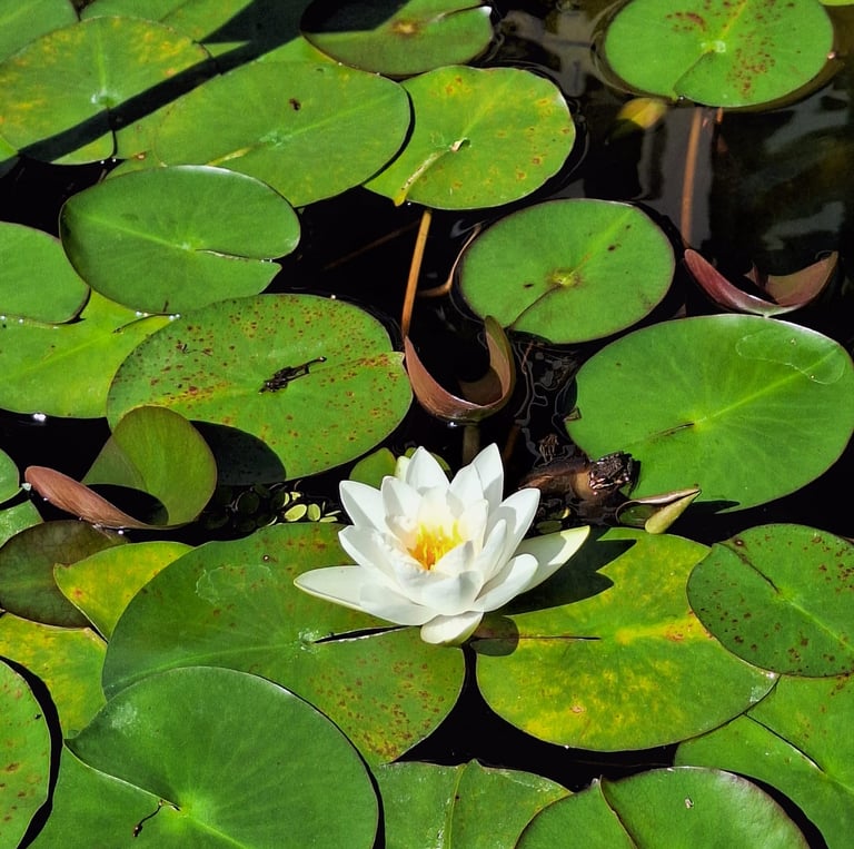 A pond flower with white petals and yellow middle