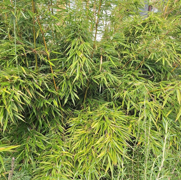 Phyllostachys Aurea green bambus plant