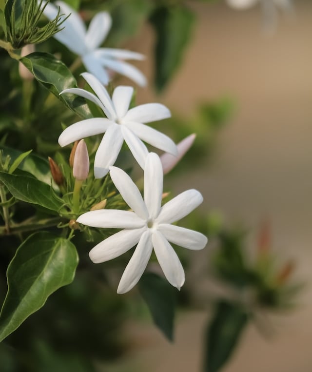 two white Star Jasmine flowers for zone 9