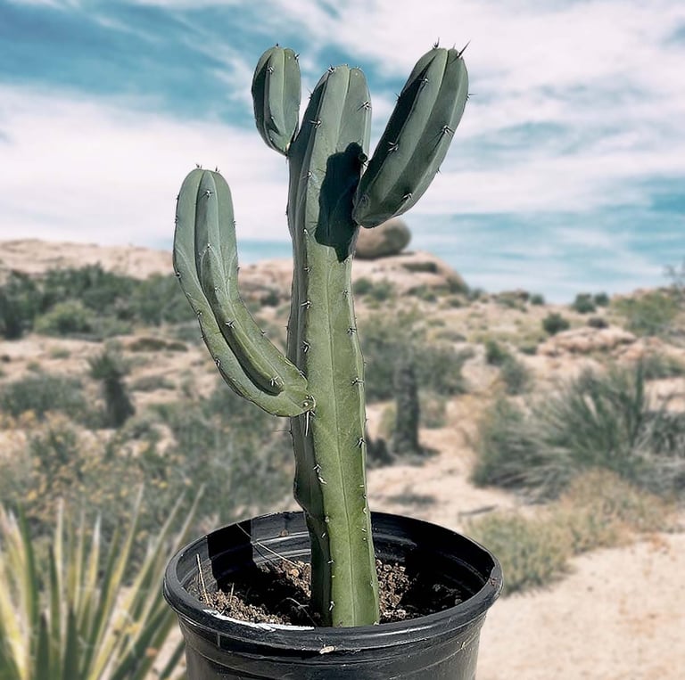 a dark green Columnar Cactus with few spines in an outdoor desert 