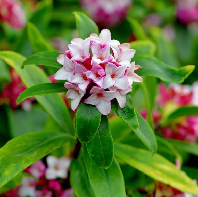 a green Winter Daphne flowering bush