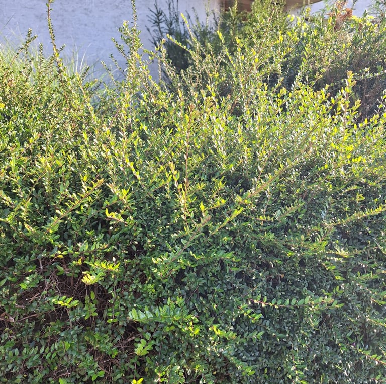 a high boxwood shrub with small green leaves