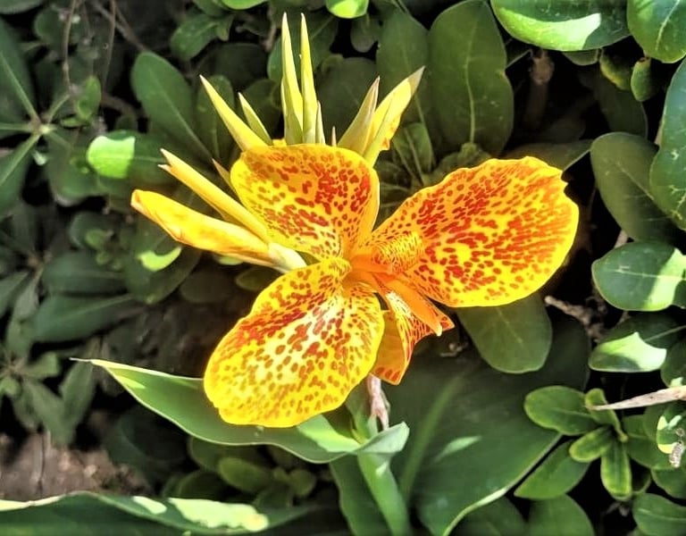 a yellow exotic flower in a green environment