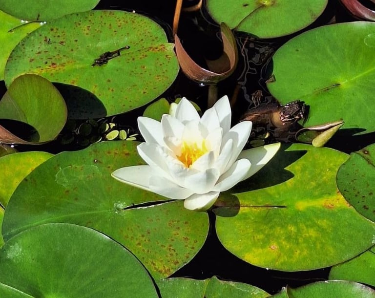 a white flower in a pond with green leaves