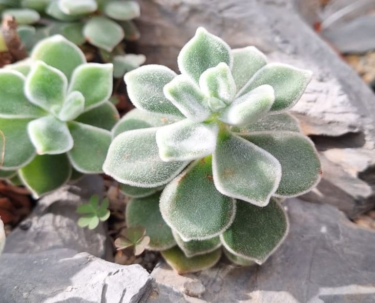 a tiny Echeveria succulent in a xeriscape garden