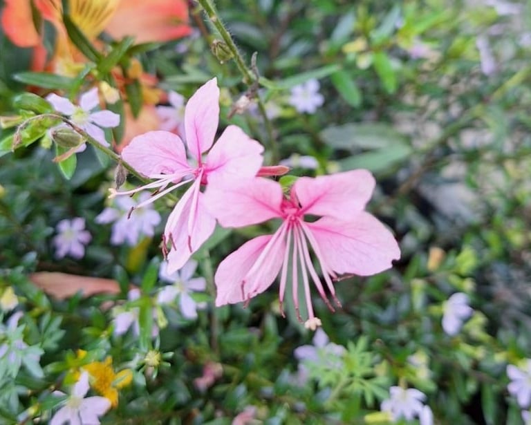 two tiny and pink Asian flowers