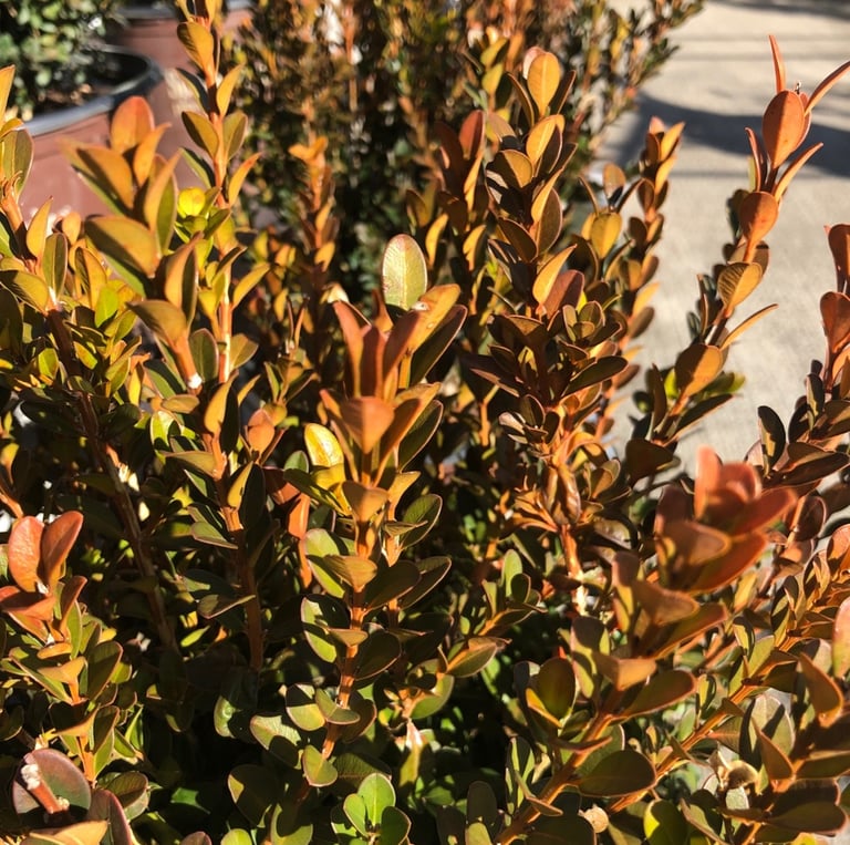 a dead shrub with yellow-brown leaves in full sn