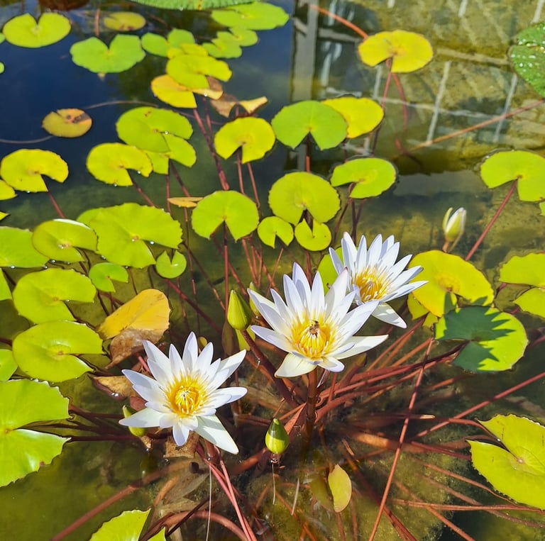 three water flowers with smaller green leaves