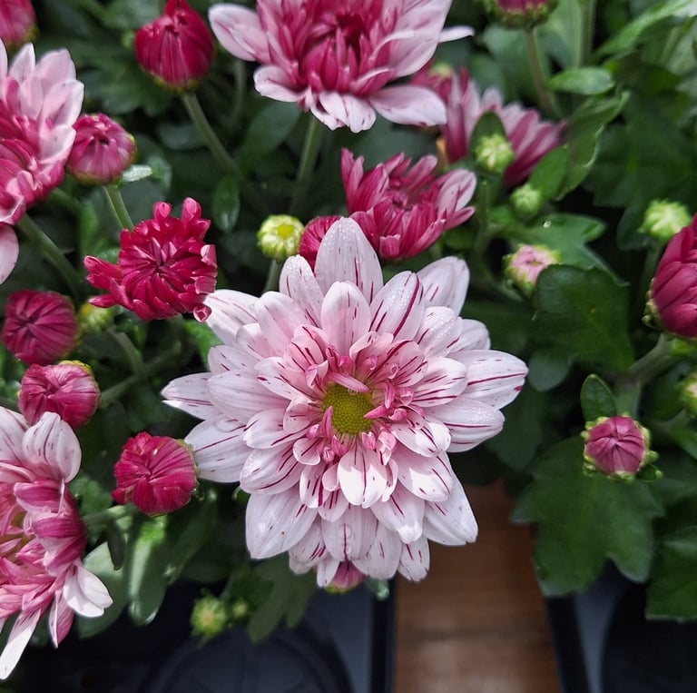one white-pink Chrysanthemum flower in a pod