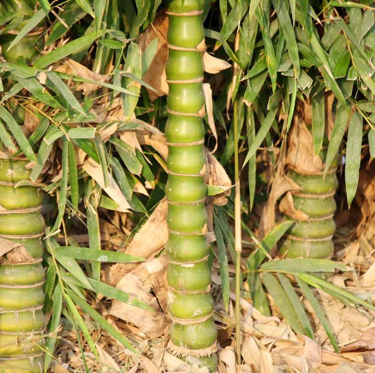Buddha Belly Bamboo with thicker stems