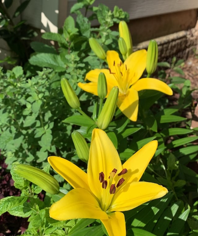 one bright yellow Dwarf Dalily flower
