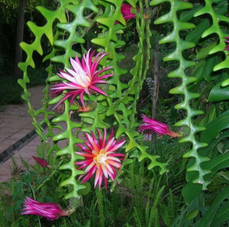 Fishbone Cactus plants blooming at night