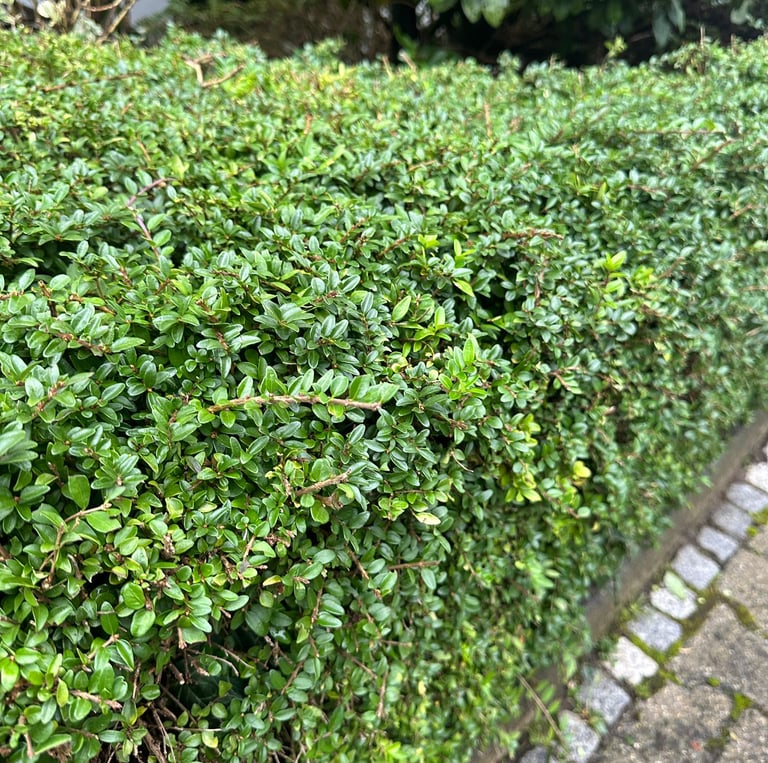 a green deer resistans hedge called Boxwood