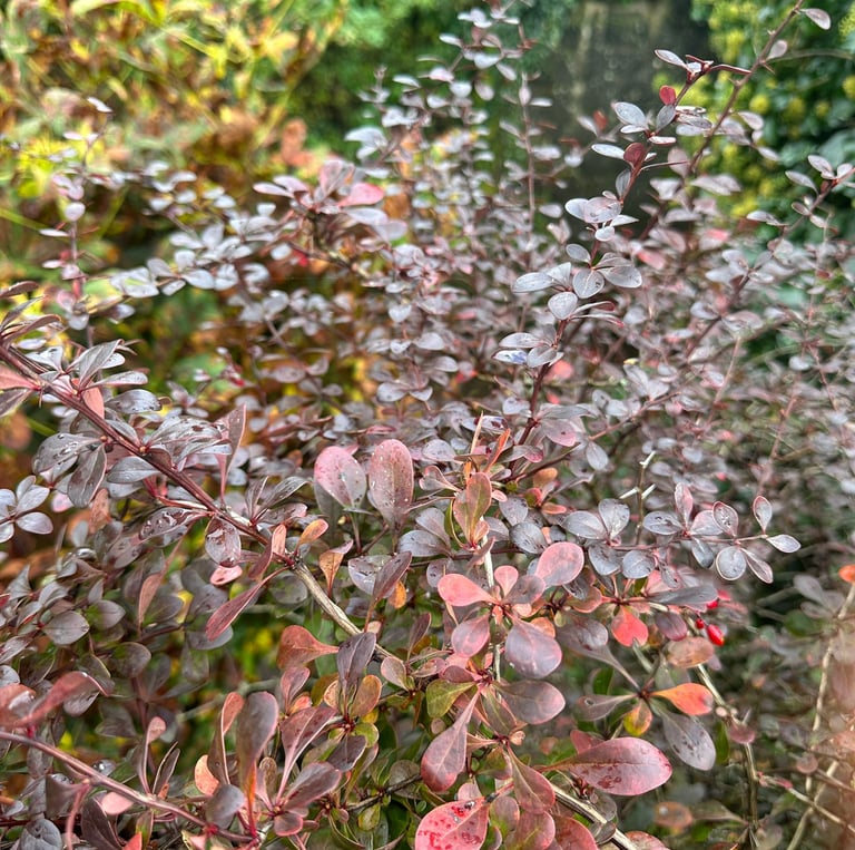 a red Barberry bush with thorns and small leaves