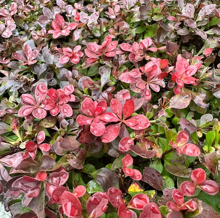 red Barberry leaves