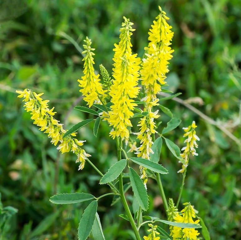 multiple Yellow Sweet Clovers in a meadow