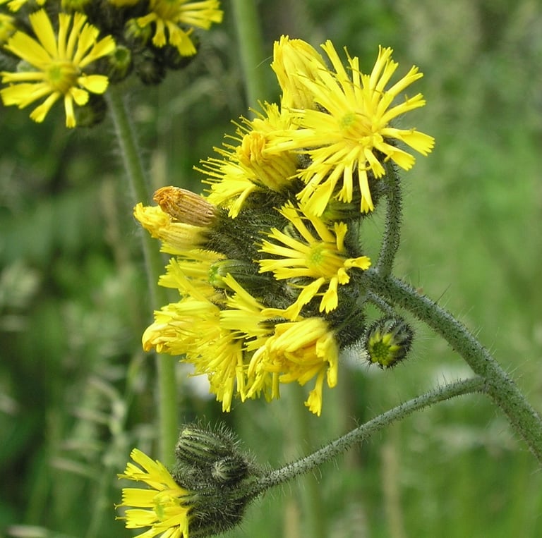 bright yellow Hawkweed blooms
