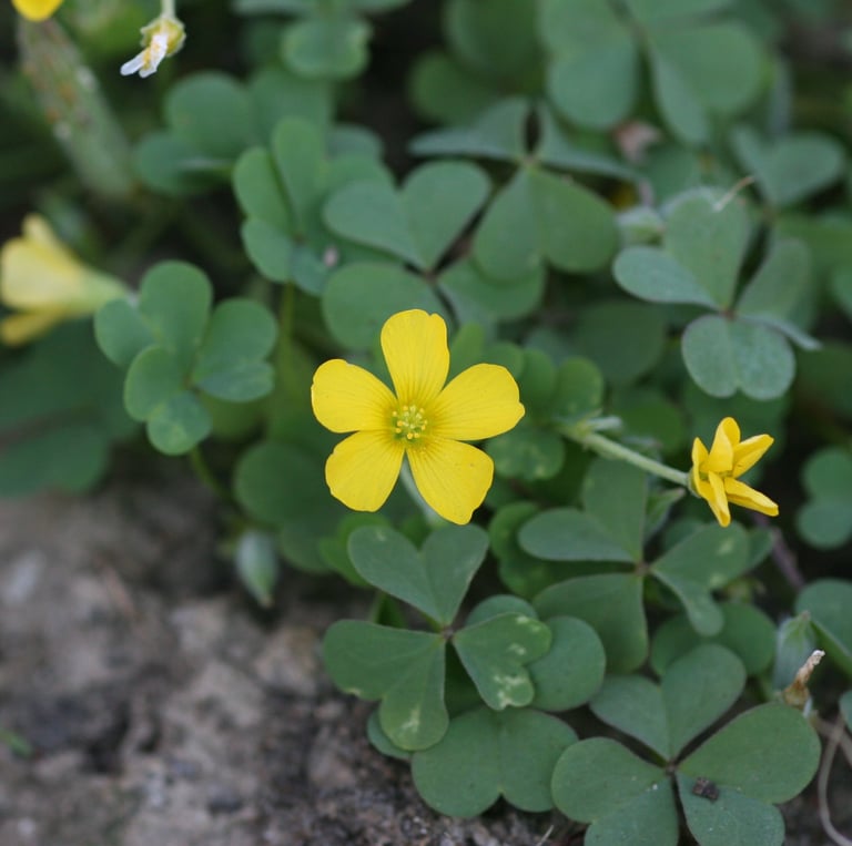 tiny Yellow Sorrel flowers with lots of green leaves n the background