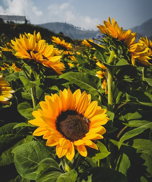 a tall Sunflower plant with yellow petals