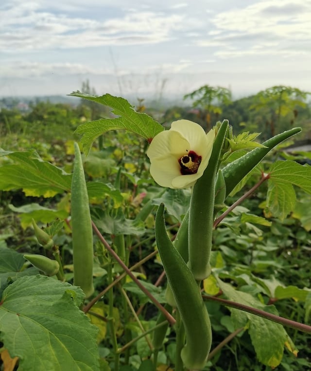 an Okra plant with a yellow flower
