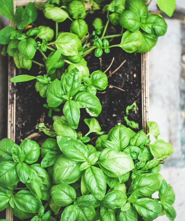 multiple green Basil Bushes growing in containers