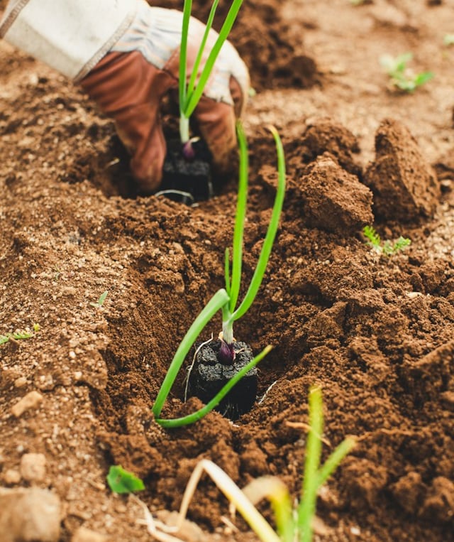 a seedling planted in compost soil