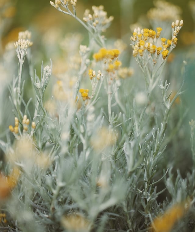 multiple evergreen Curry Plants in a field