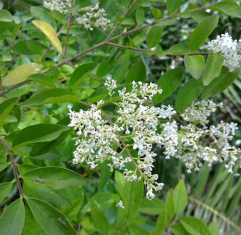 a leafy, fast growing bush with white flowers