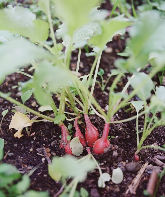 a few radishes that are ready to harvest