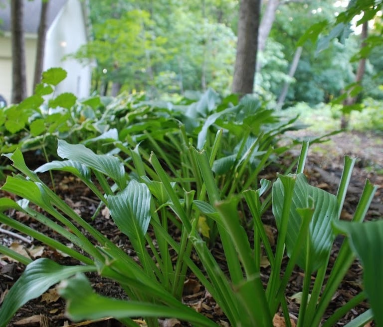 multiple plants that have been eaten by deer