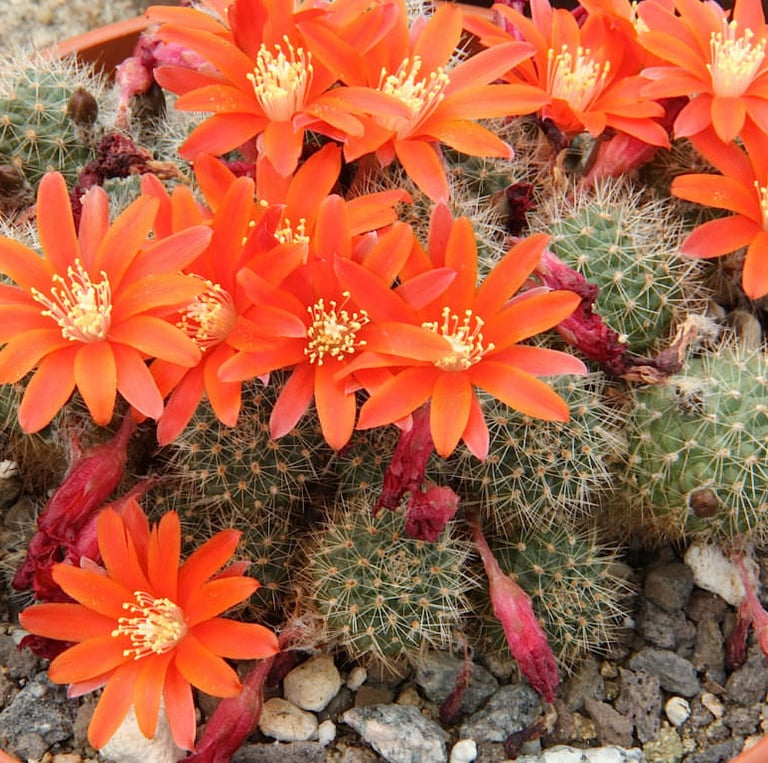 flowering South American Orange Crown cacti