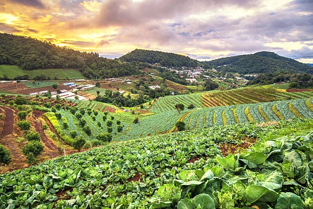 a  nilgiris fresh farm with a view of a farm and a  nilgiris mountain in the background