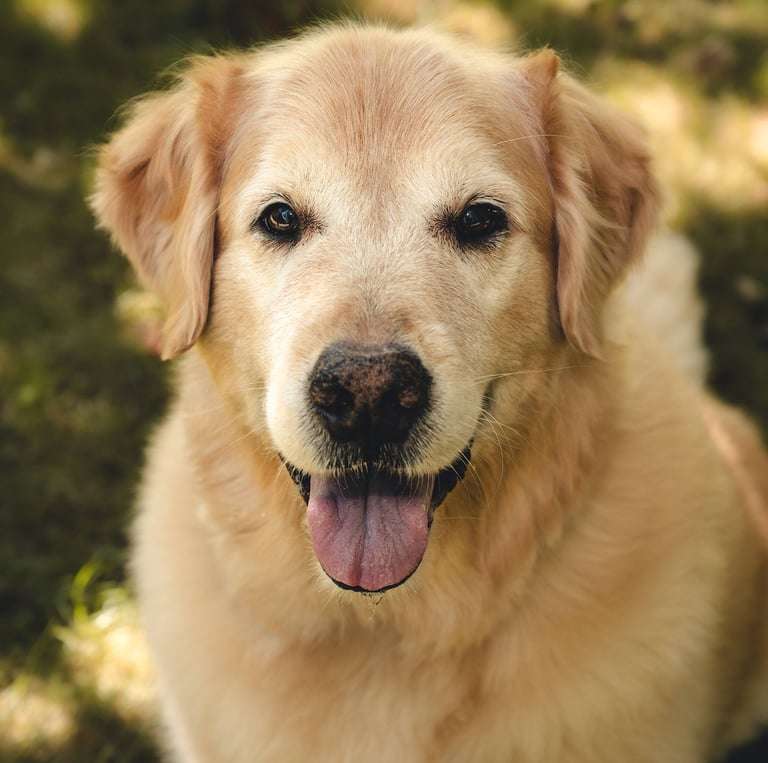 Golden retriever with a happy expression, mouth open and tongue out, sitting in dappled sunlight on grass.