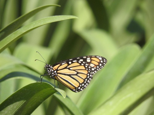 Mariposa monarca emblémica de la Reserva de la Biósfera de la Mariposa Monarca, Michoacán México
