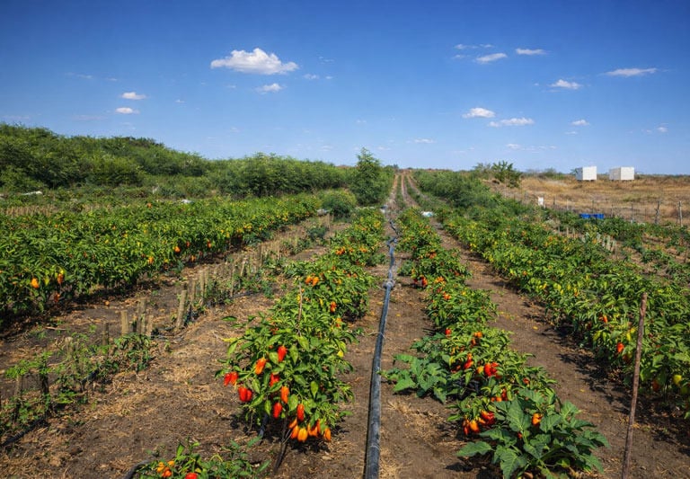 a field of peppers on a sunny day