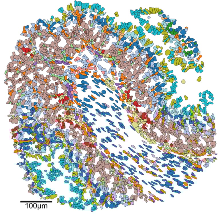 A coloured cell segmentation mask made using MuSpAn