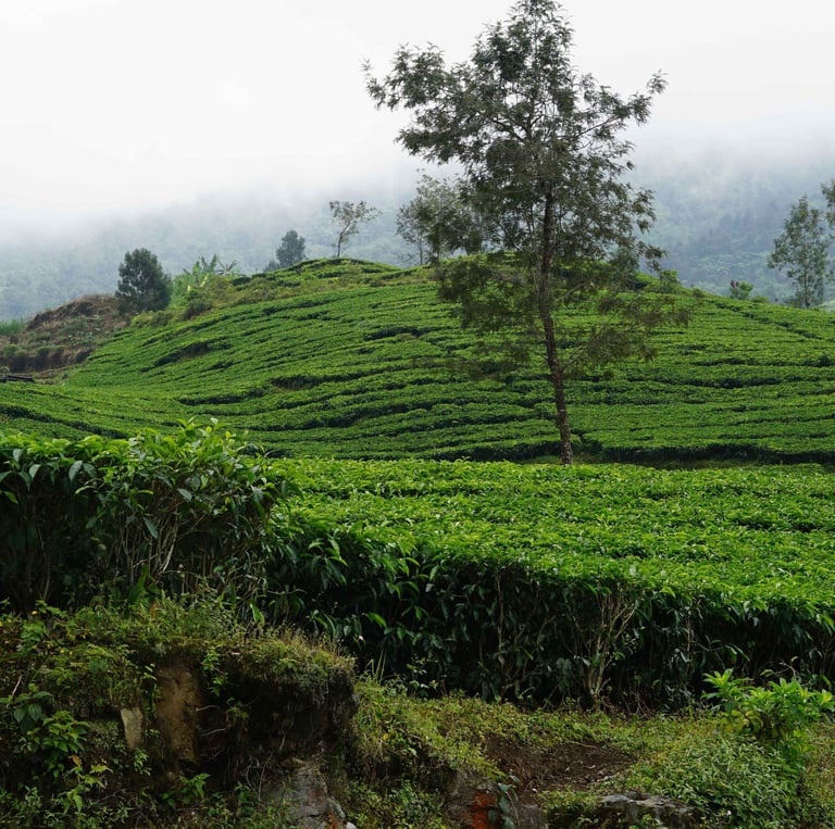 Assamese Tea Garden, Assam Tea, Tea, Buy Tea online