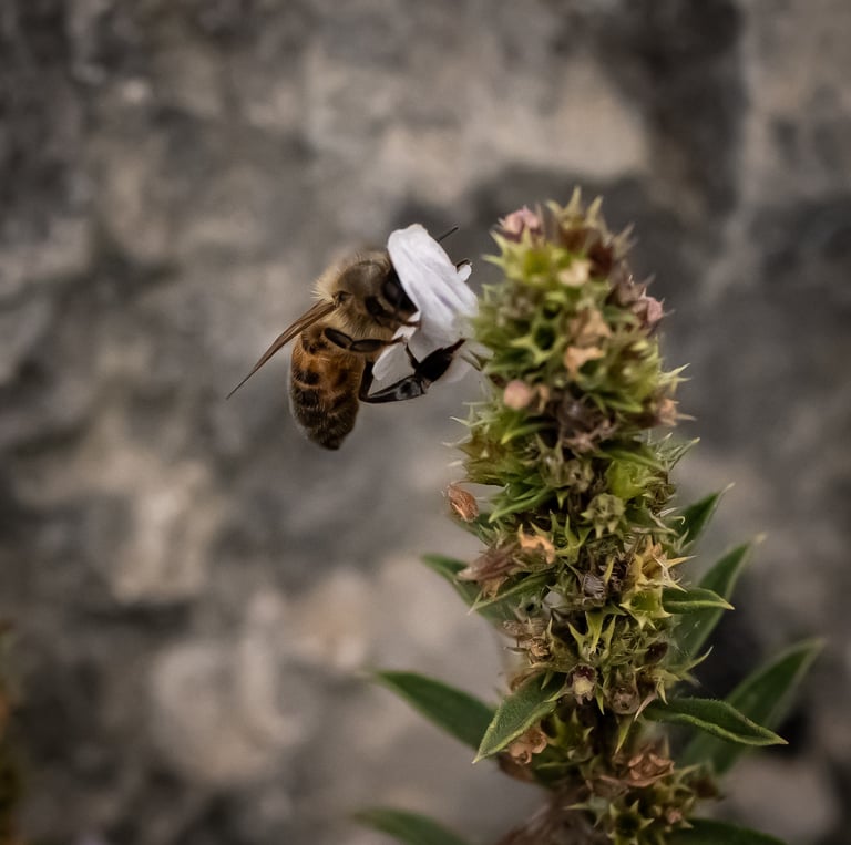 Abeille mellifère