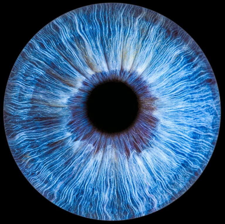 iris bleu bordeaux